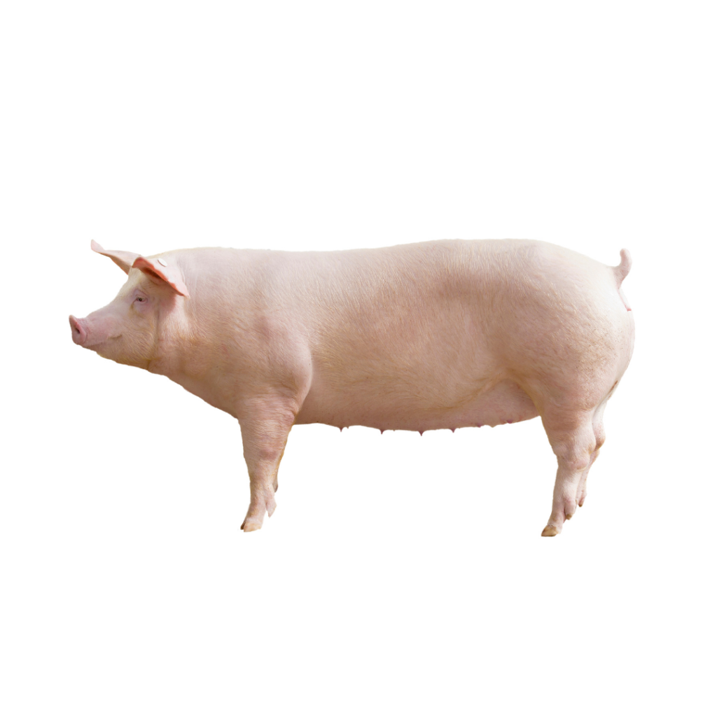 Porc lyophilisés, déshydratés, huiles, extraits liquides, poudres et granulés, pour la fabrication de bouillons, de soupes, de ragoûts, de sauces, de sauces et de produits alimentaires en conserve tels que les aliments pour animaux de compagnie.